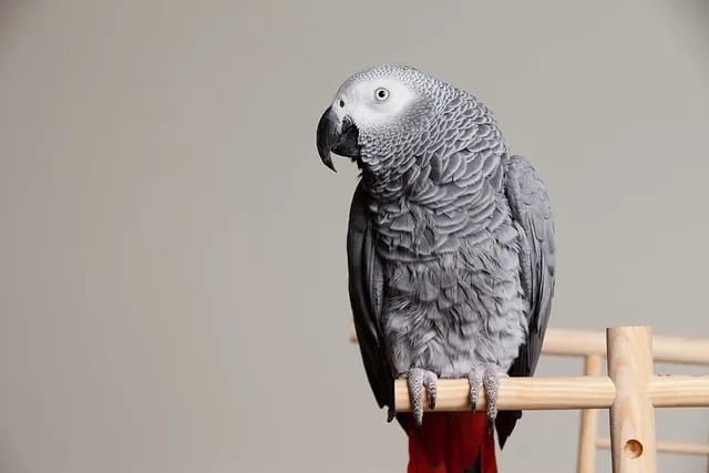 parrot
