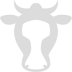 grey cow