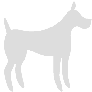 grey dog